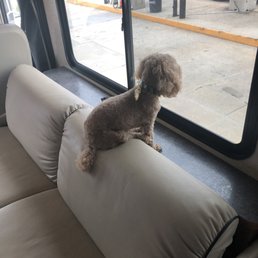 a poodle sitting on the back of a bus a poodle sitting on the back of a bus