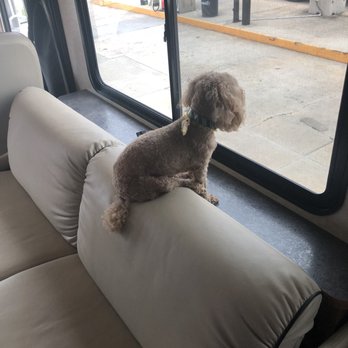 Pilot Travel Center - a poodle sitting on the back of a bus - Gas Stations Near Me - Florence, South Carolina Pilot Travel Center - a poodle sitting on the back of a bus - Gas Stations Near Me - Florence, South Carolina