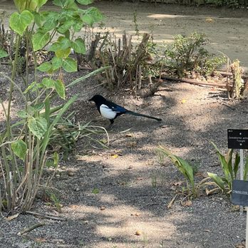 Real Jardín Botánico - bird - Botanical Gardens Near Me - Madrid, M