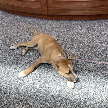 911 Vet Care - Waiting for her vaccine! - Veterinarians Near Me - Lancaster, California