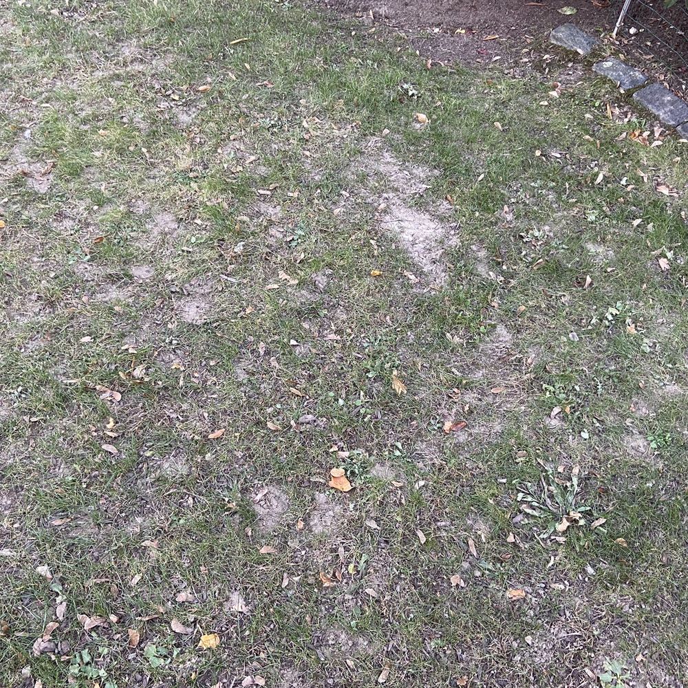 Lawn