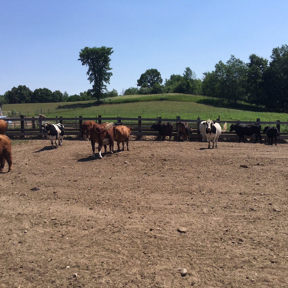 SASHA Farm Sanctuary - Animal Shelters Near Me SASHA Farm Sanctuary - Animal Shelters Near Me