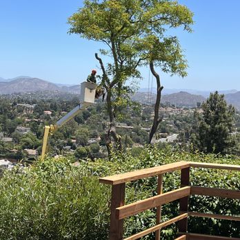All Access Tree Care - Tree Services Near Me - El Cajon, California All Access Tree Care - Tree Services Near Me - El Cajon, California