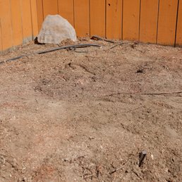 Redwood stump after