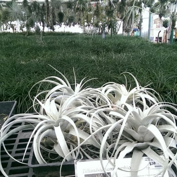 Rainforest Flora - Tillandsias or air plants - Nurseries & Gardening Near Me - Torrance, California Rainforest Flora - Tillandsias or air plants - Nurseries & Gardening Near Me - Torrance, California
