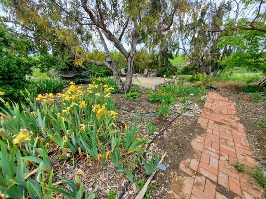 Nola's Iris Garden by null