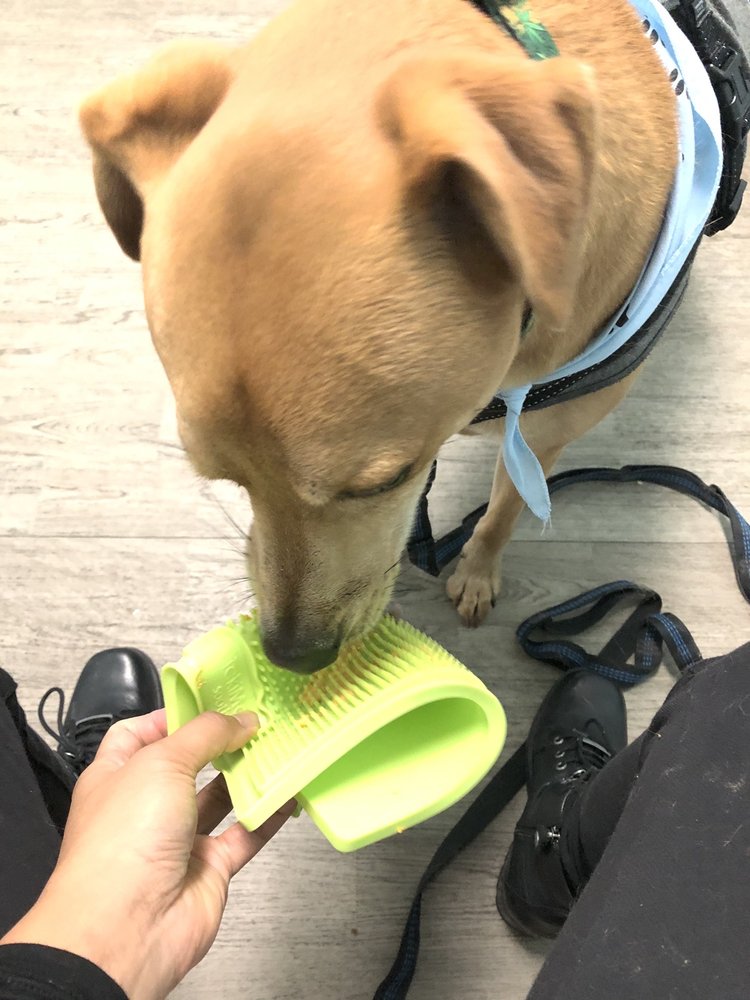 GREAT NECK VETERINARY CLINIC 15 Photos & 20 Reviews 2248 Ebb Tide