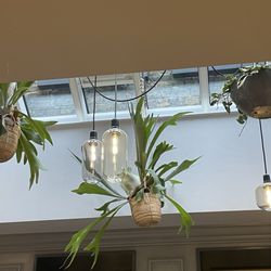 Hanging plants in the skylight