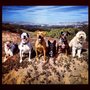 Photo of SF Dog Squad