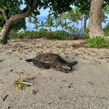 Kuki'o Beach - Turtle resting on the beach - Beaches Near Me - Hawaii, Hawaii Kuki'o Beach - Turtle resting on the beach - Beaches Near Me - Hawaii, Hawaii