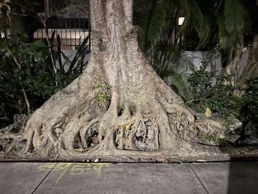 Coconut Grove by null