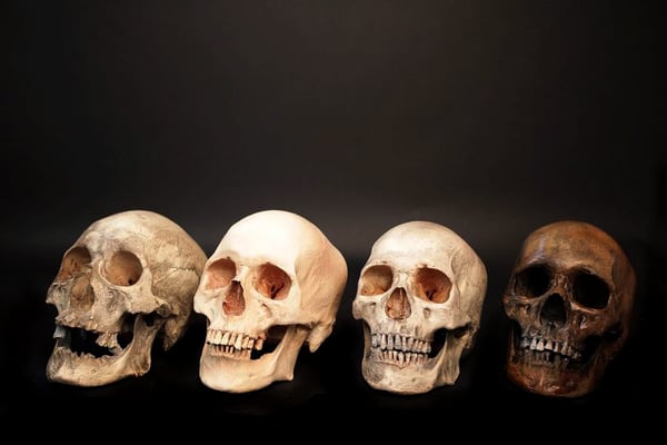 Dapper Cadaver by null