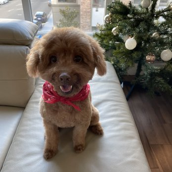 Paws Palace - Pet Groomers Near Me - Santa Clara, California