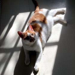 Hickory Pet Inn - Boarding and enjoying the sunshine!