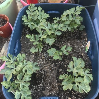 Quartz Hill Garden Center - Watermelon - Nurseries & Gardening Near Me - Lancaster, California Quartz Hill Garden Center - Watermelon - Nurseries & Gardening Near Me - Lancaster, California
