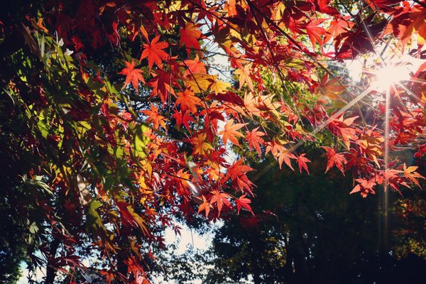 Yoshikien Garden by null