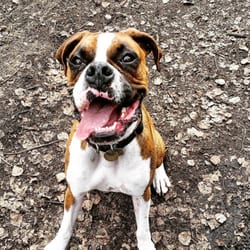 Little and Big Paw Pet Services - Happy pup mid group walk