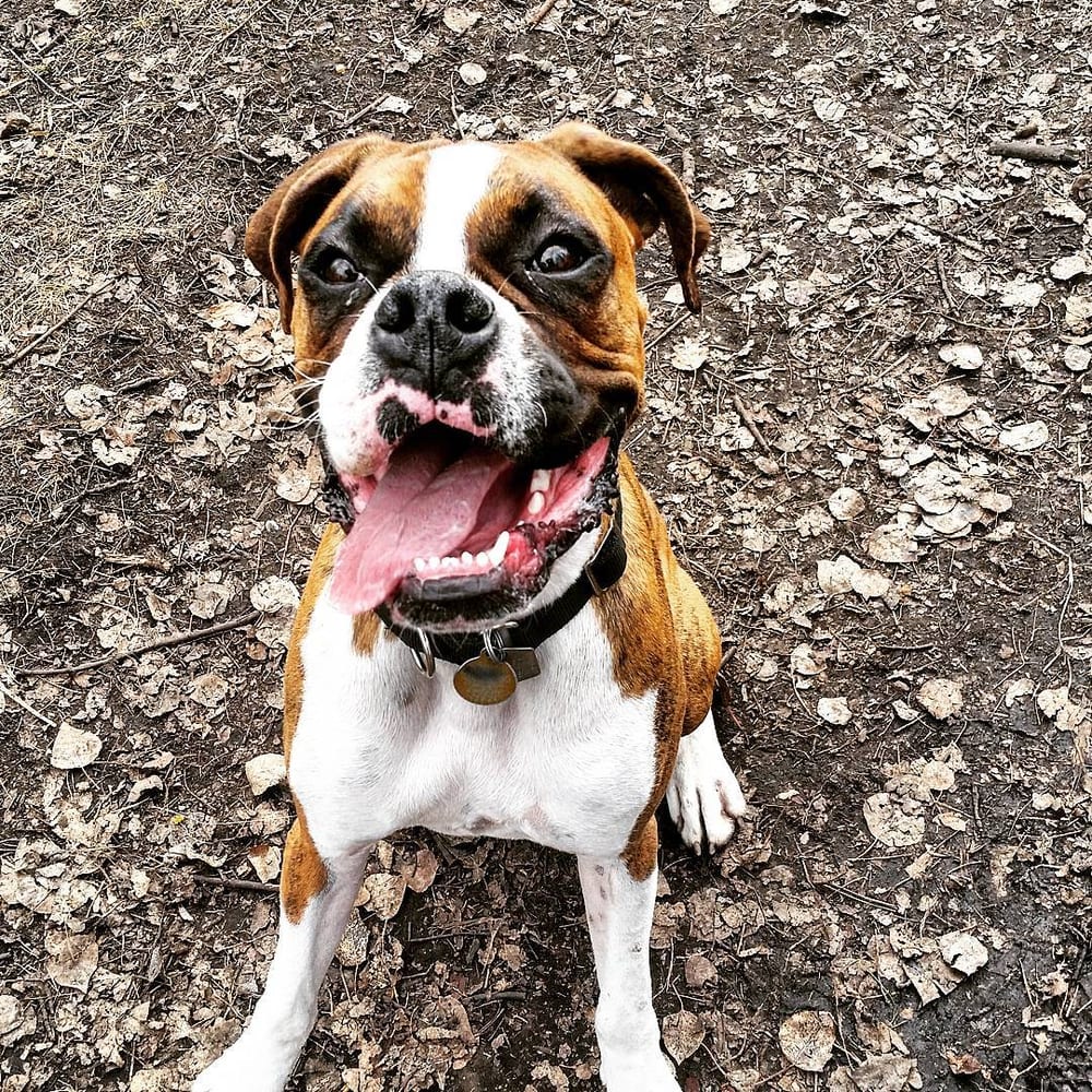 LITTLE AND BIG PAW PET SERVICES Updated October 2024 Calgary