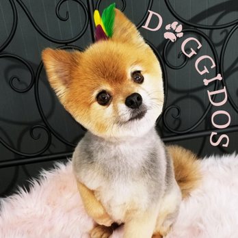 Doggidos - Pet Groomers Near Me - Galesburg, Illinois Doggidos - Pet Groomers Near Me - Galesburg, Illinois