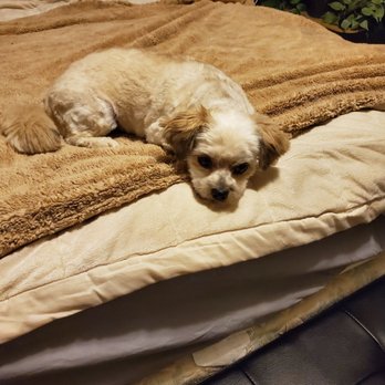 A Bath and a Biscuit - Pet Groomers Near Me - Vancouver, Washington