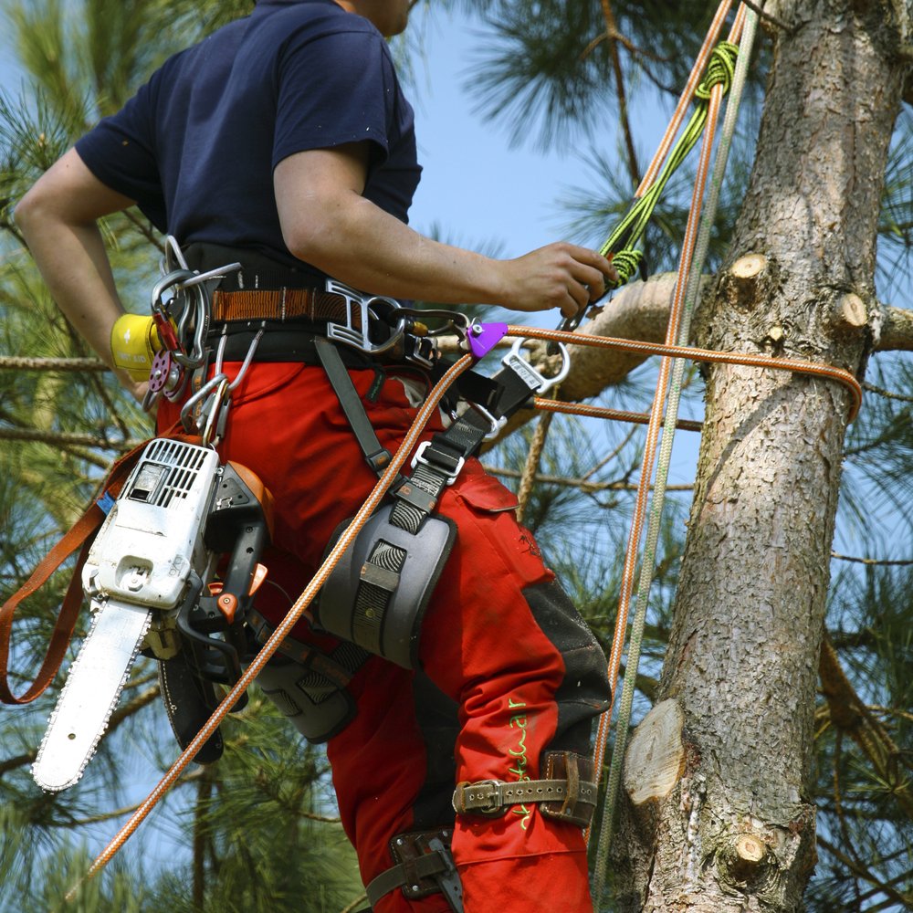 Juan Lopez Tree Service - Tree Trimming, Tree Removing, Tree planting, Tree transplanting - Tree Services Near Me - Aurora, Illinois Juan Lopez Tree Service - Tree Trimming, Tree Removing, Tree planting, Tree transplanting - Tree Services Near Me - Aurora, Illinois
