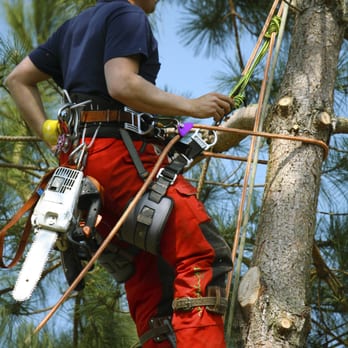 Juan Lopez Tree Service - Tree Trimming, Tree Removing, Tree planting, Tree transplanting - Tree Services Near Me - Aurora, Illinois