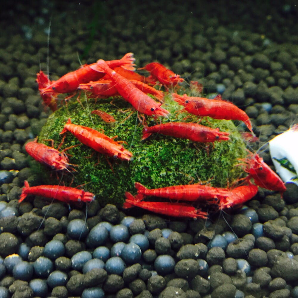 Lotus Aquarium - reptile breeding in Lawndale, CA