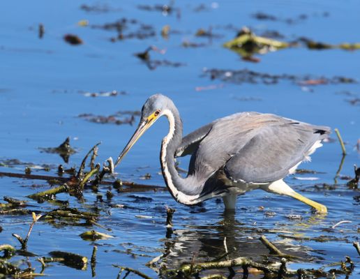 Green Cay Nature Center & Wetlands by null