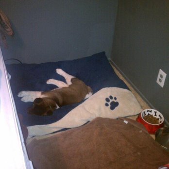Royalty Akitas - her Bed is bigger now, but shes a inside the house dog lol 2012 wow time flys. Her first day at her new home. - Pet Stores Near Me - Lincoln, California