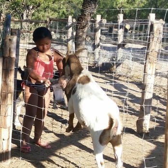 Rancho El Charco - Petting zoo area with the goats. Small animal food is just a $1 for a large bag. - Ranches Near Me - La Joya, Texas Rancho El Charco - Petting zoo area with the goats. Small animal food is just a $1 for a large bag. - Ranches Near Me - La Joya, Texas
