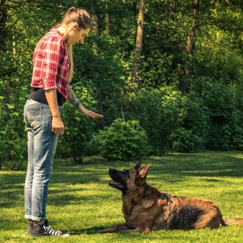 5:9 K-9 Academy - Pet Training Near Me - Arcadia, Indiana