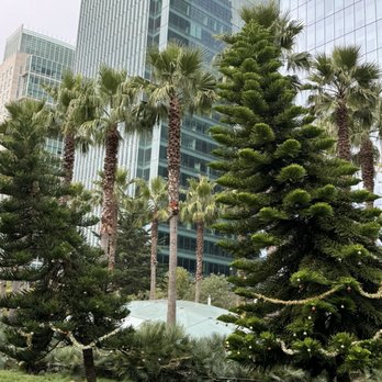 Salesforce Park - Gringe looking Christmas trees 12/7/25 - Parks Near Me - San Francisco, California Salesforce Park - Gringe looking Christmas trees 12/7/25 - Parks Near Me - San Francisco, California