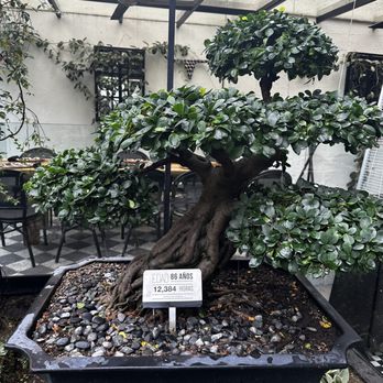 Bruna Restaurante  - Wine Bars Near Me - Guadalajara, JAL