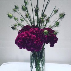 Ask about Coxcomb in the fall - lasts well and full of luscious color!