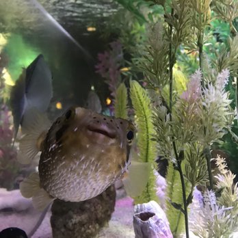 Damon's Steak House - One of Damon's resident fish saying hello - Steakhouses Near Me - Glendale, California