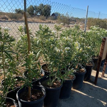 Evans Lane Nursery - Nurseries & Gardening Near Me - Desert Hot Springs, California