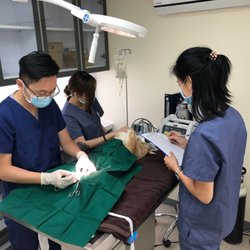 北角動物醫院