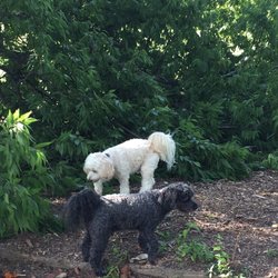 Brookhaven Park - My dogs on the trail