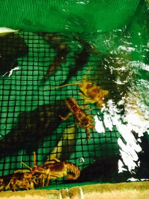 Fishing Restaurant Zauo Shinjuku by null