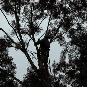 Arbor Art Tree Service - Tree pruning - Tree Services Near Me - Portland, Oregon Arbor Art Tree Service - Tree pruning - Tree Services Near Me - Portland, Oregon