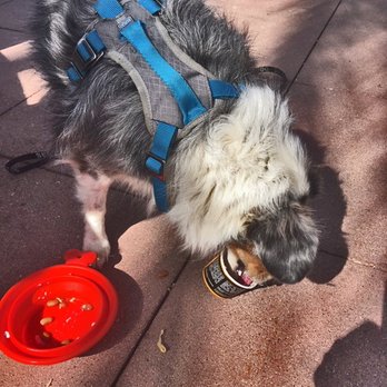 Yes Yogurt - Opal sucking up her dog friendly yoghurt cup. - Ice Cream & Frozen Yogurt Near Me - Morgan Hill, California