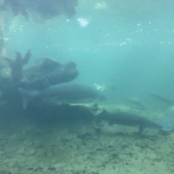 Bonneville Dam Fish Hatchery - Sturgeon - Aquariums Near Me - Cascade Locks, Oregon