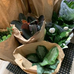 Atascocita Lake Houston Florist - New shipment of Tropical Plants!