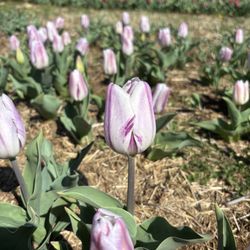 The Gathering Barn at Liberty Grace Farm & Vineyard - Purple tulip