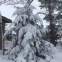 Beining Nursery & Landscaping