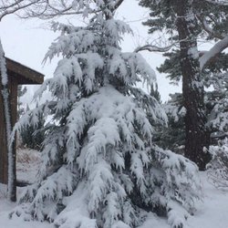 Beining Nursery & Landscaping