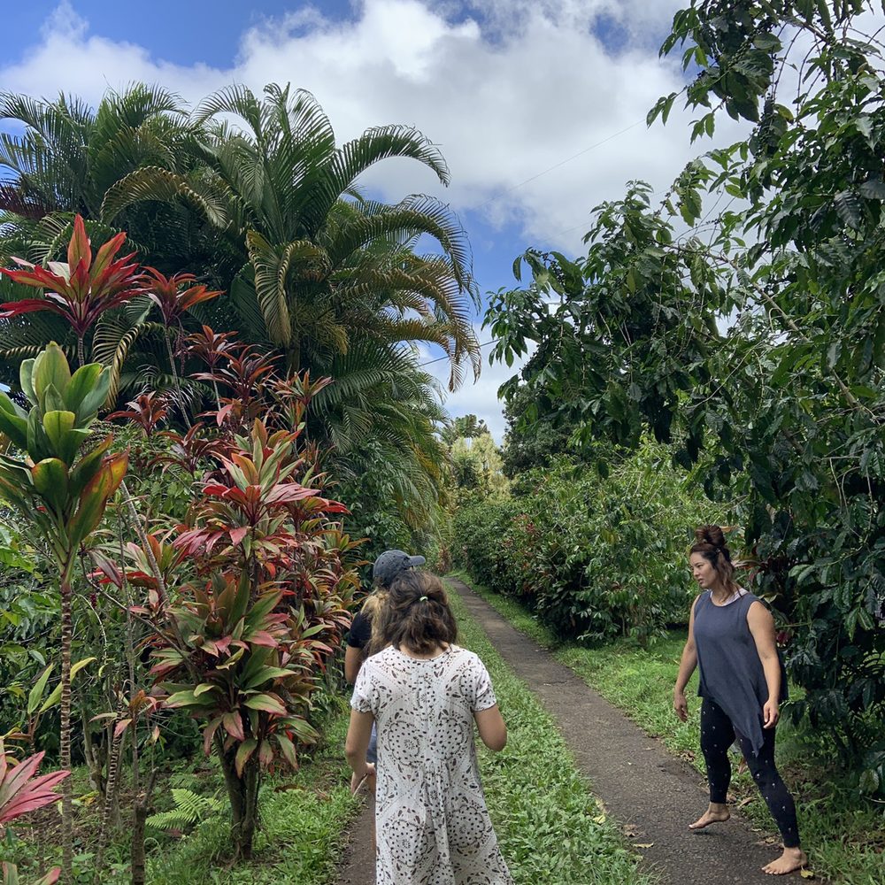 Rooster Farms - Farm tour! - Farms Near Me - Captain Cook, Hawaii Rooster Farms - Farm tour! - Farms Near Me - Captain Cook, Hawaii