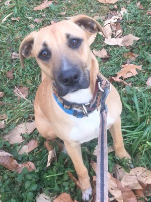 diane's discount pet supplies