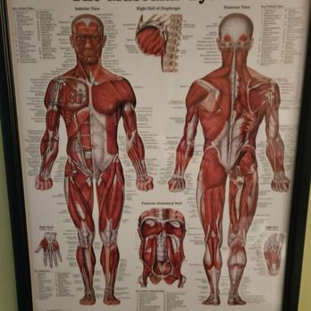 Massage Envy - Diagram of muscles in the body. - Skin Care Near Me - Kaneohe, Hawaii Massage Envy - Diagram of muscles in the body. - Skin Care Near Me - Kaneohe, Hawaii