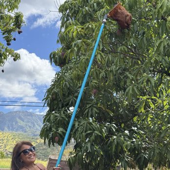 Mango Farm - The owners showed me how to pick the mangoes - Farms Near Me - Waialua, Hawaii Mango Farm - The owners showed me how to pick the mangoes - Farms Near Me - Waialua, Hawaii